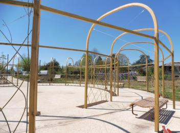 Angonia - pergola